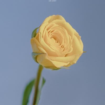 死亡协议下载